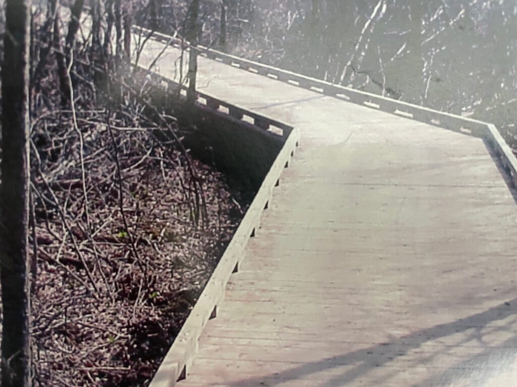 Wetland Boardwalk in Wixom, Michigan